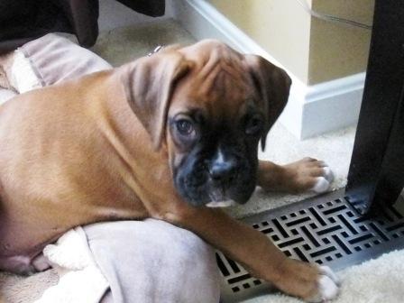 Bentley love the air conditioner vent