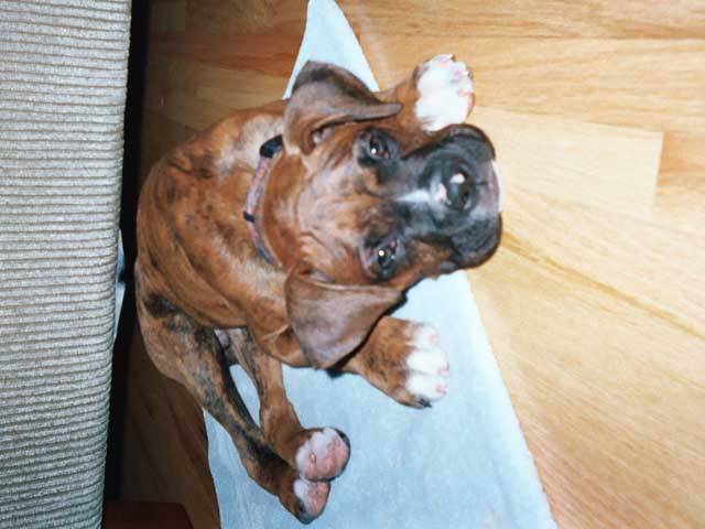 Bentley on floor