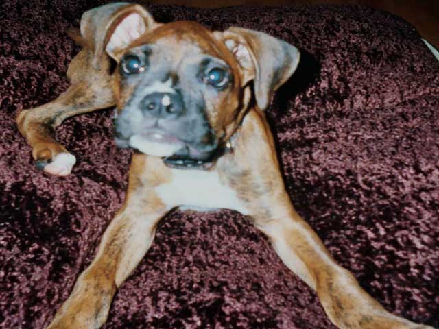 Bentley on his bed!