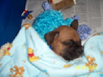 Bentley sleeping!!