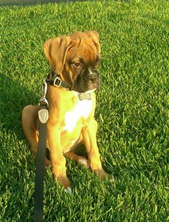 Bentley training