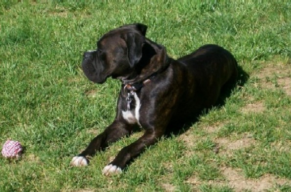 bentley_71