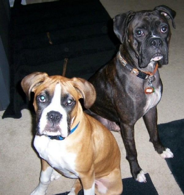 bentley_and_gunner_18
