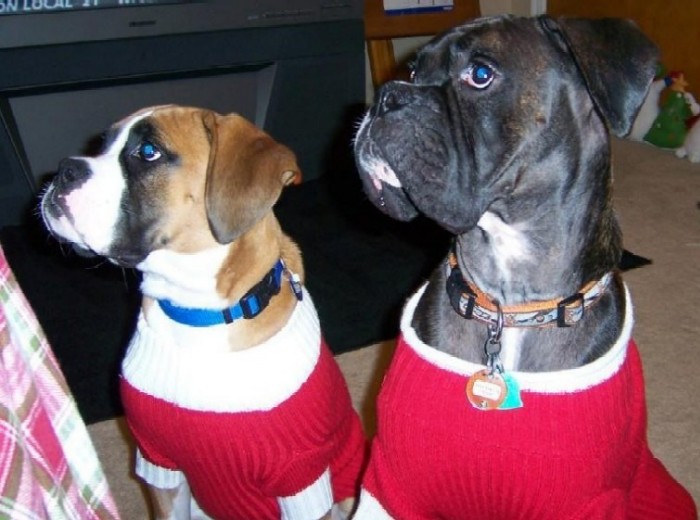 bentley_and_gunner_1_2