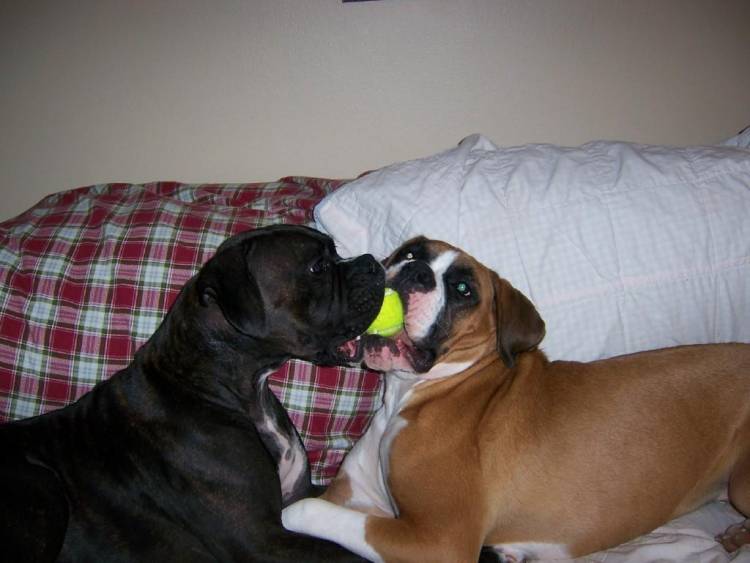 bentley_and_gunner_with_ball_2