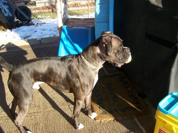 bentley_looking_good_outside