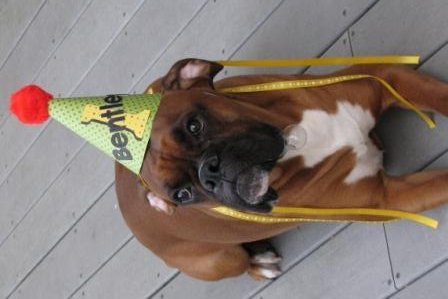 Bentley's 1st Birthday