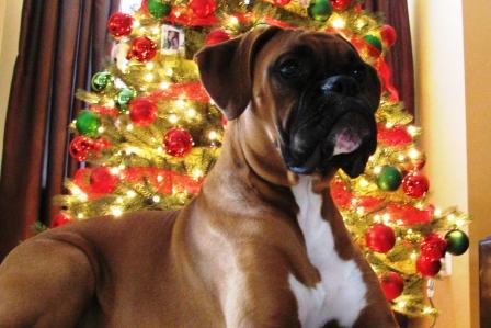 Bentley's first Christmas