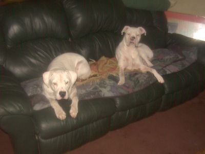 Bently and Jasper