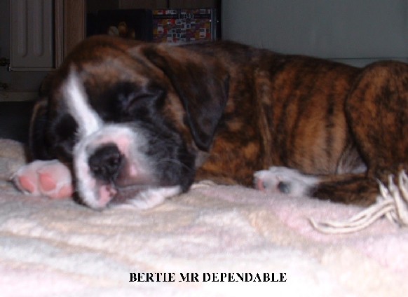 bertie 10 weeks old