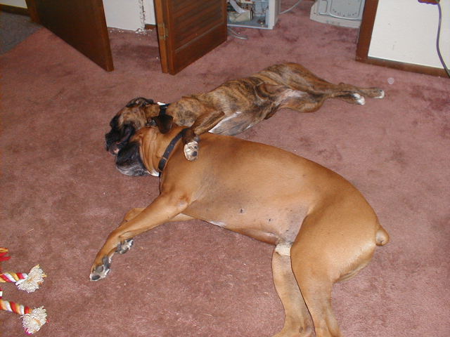Best buddies