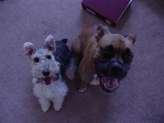 Best Buddies