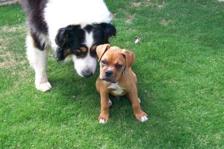 Best Buddies