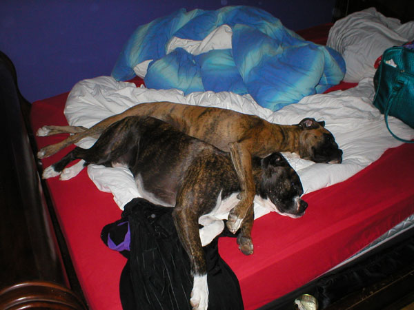 best buddies