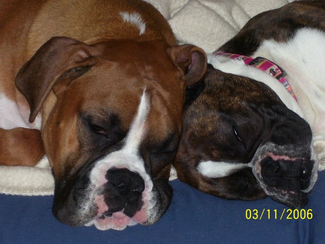 Best Buddies