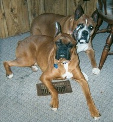 Best buddies