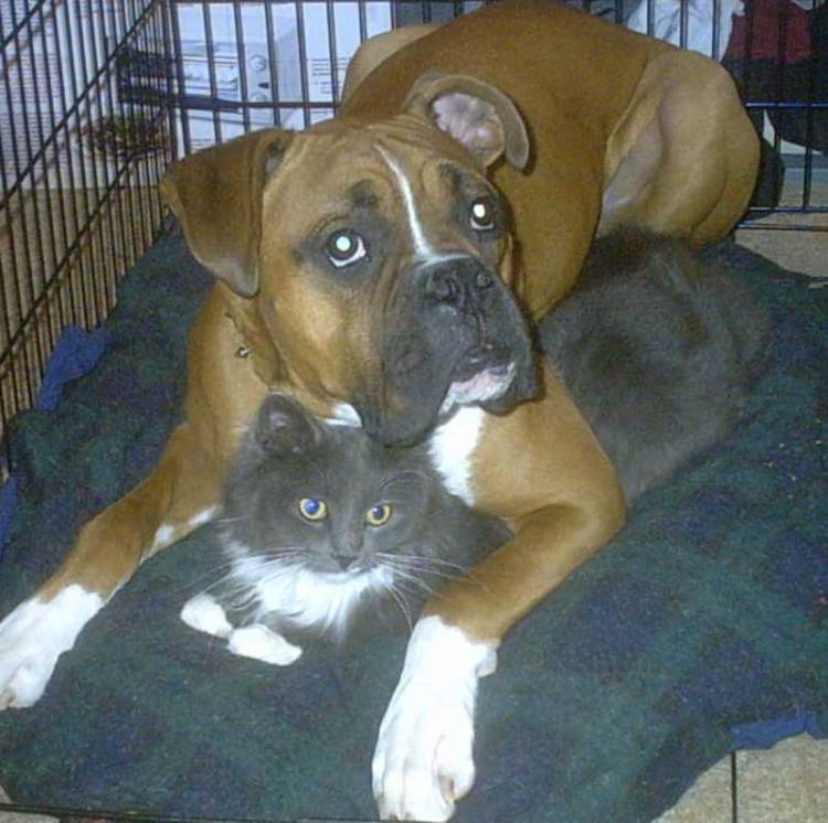 Best buddys