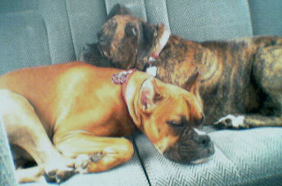 Best Buds