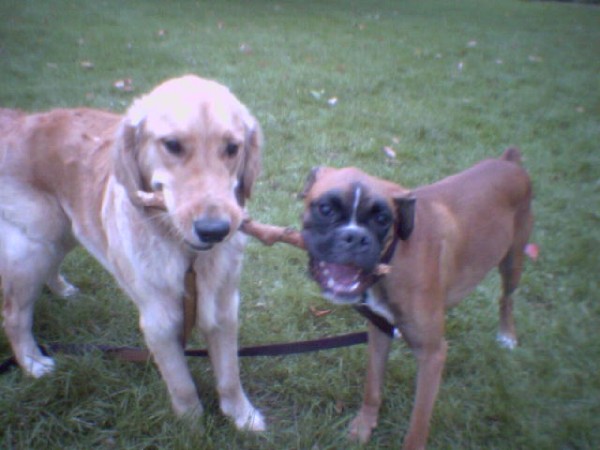 best buds