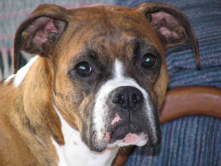 Best Dog Ever!