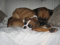 Best Friends