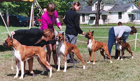 Best of Breed round