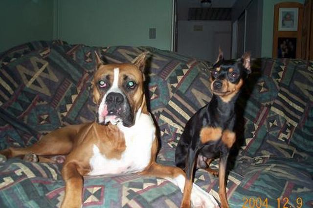 Best Pals