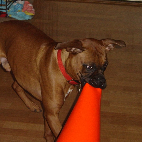 Best Toy Ever!