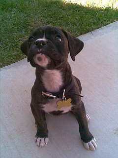 Better pic of Jasper!