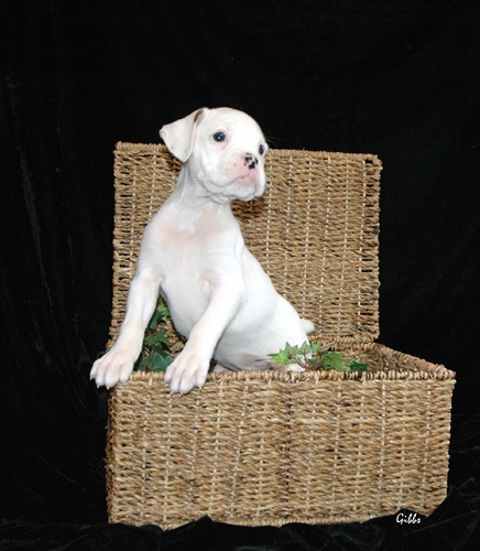 betty 7 wks