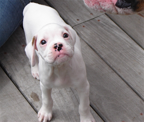 Betty 8 wks