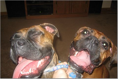 BFF