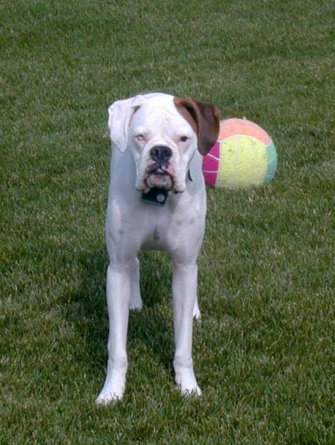 bgballl