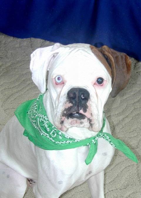 bgbandanna