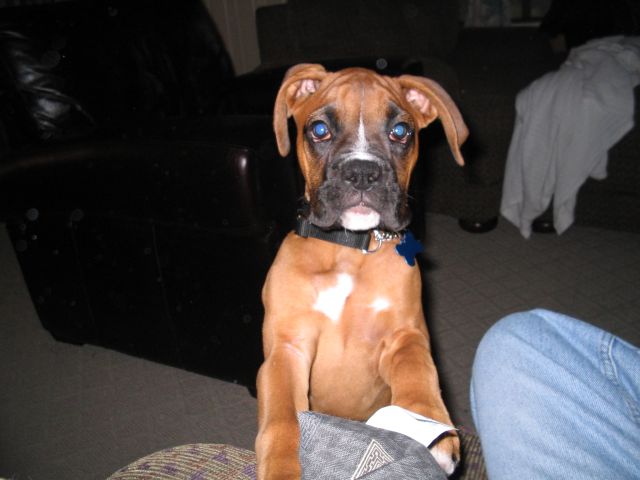 bhoj_trying_to_get_on_lap