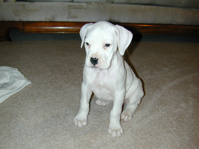 Bianca (7 Weeks) Sitting