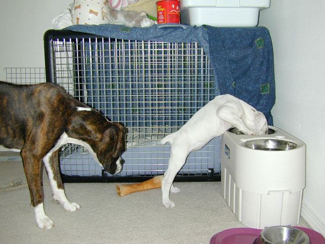 Bianca (8 Weeks) Eating Dasia's (9 Months) Food