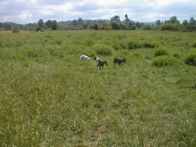 Bianca, Bailey & Dasia