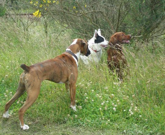 Biff and His Big Cousins