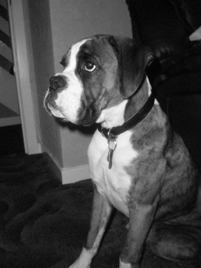 Biff at 5 months