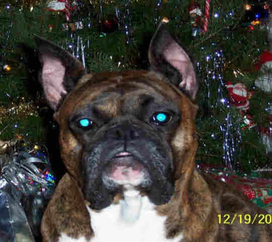 Biff Dec