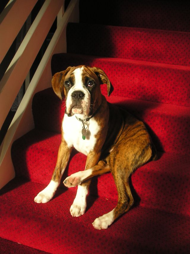 Biff's stair