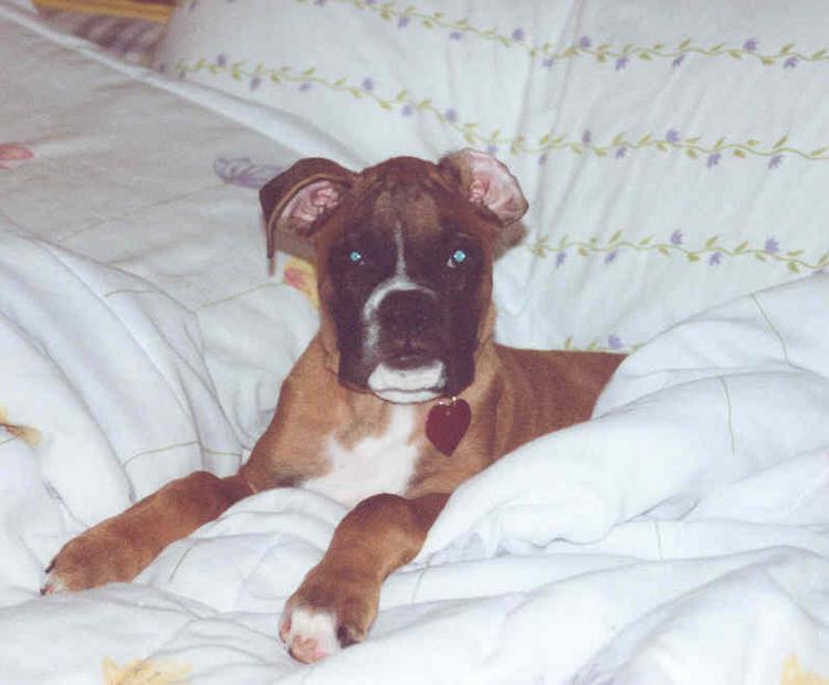 big bed, little sade