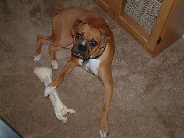 Big bone!