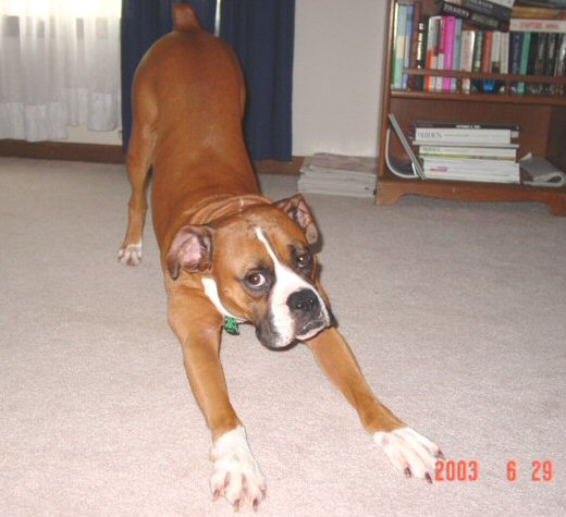 Big boxer stretch!!