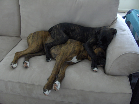 Big boxers are comfortable to sleep on!