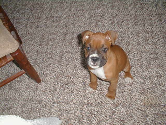 Big Boy Bubbie