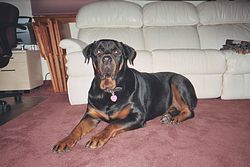 Big boy Guy at 165lbs