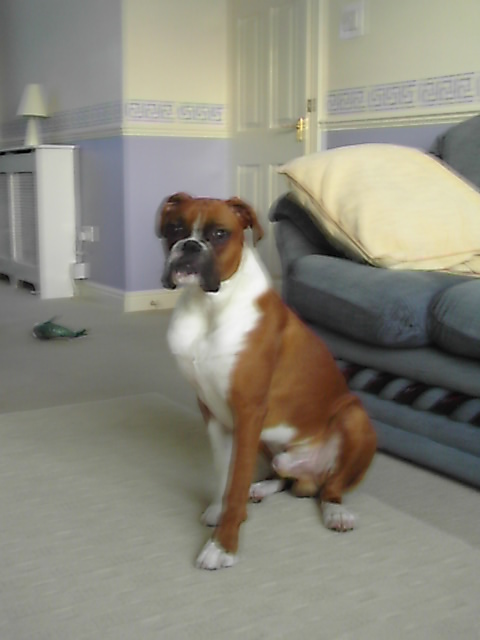 Big Boy