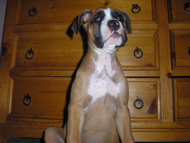 Big Boy